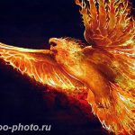 фото идеи тату феникс 18.12.2018 №363 - photo ideas tattoo phoenix - tattoo-photo.ru