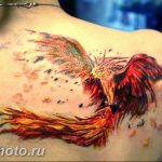 фото идеи тату феникс 18.12.2018 №807 - photo ideas tattoo phoenix - tattoo-photo.ru