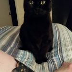 фото рисунка тату черная кошка 13.11.2018 №036 - black cat tattoo picture - tattoo-photo.ru