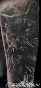 фото рисунка тату черная кошка 13.11.2018 №255 - black cat tattoo picture - tattoo-photo.ru