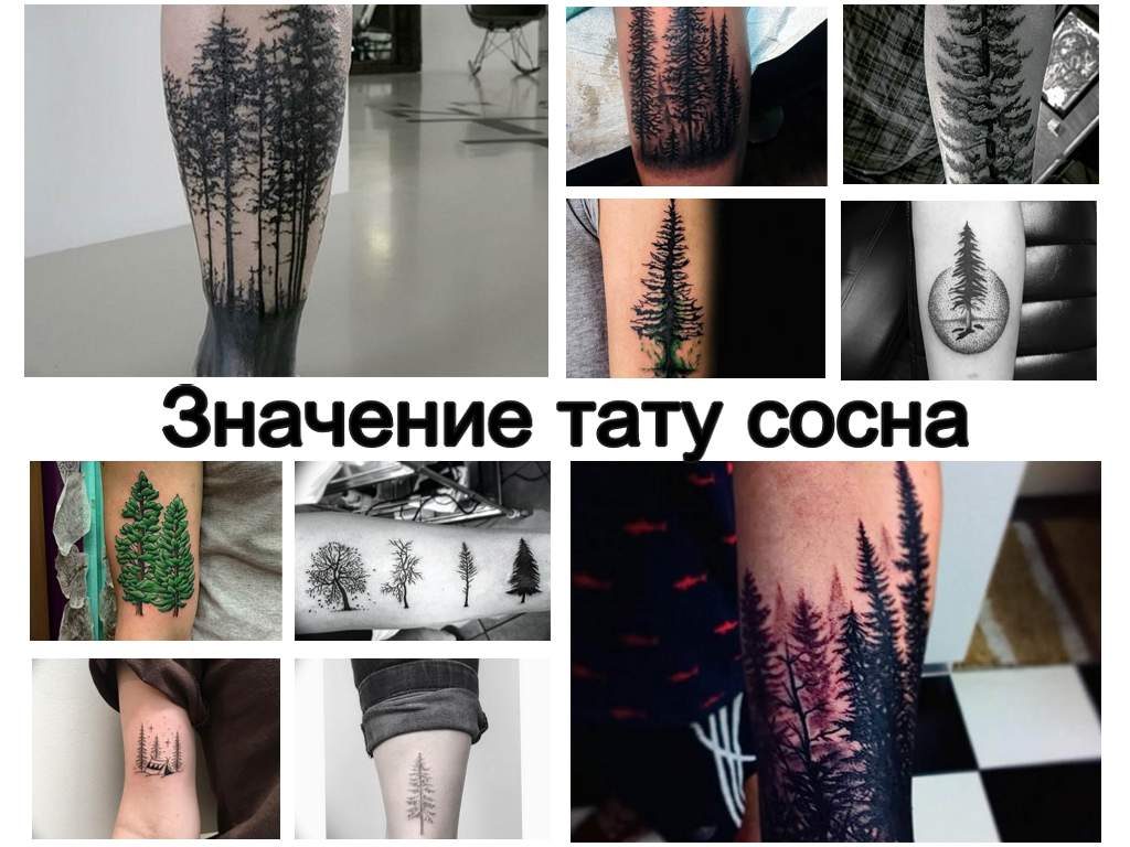 Значение тату сосна - фото примеры готовых рисунков