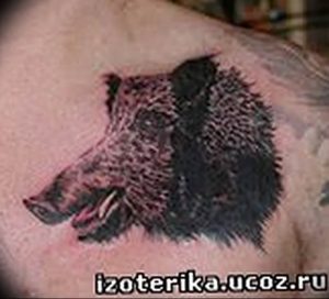 Фото рисунка тату кабан 11.10.2018 №120 - boar tattoo - tattoo-photo.ru