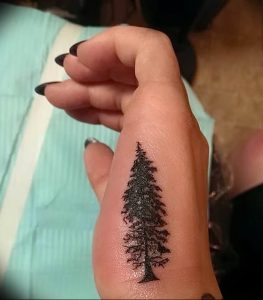 Фото рисунка тату сосна 11.10.2018 №008 - pine tattoo - tattoo-photo.ru
