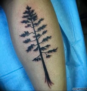 Фото рисунка тату сосна 11.10.2018 №073 - pine tattoo - tattoo-photo.ru