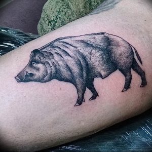 Фото рисунка тату кабан 11.10.2018 №080 - boar tattoo - tattoo-photo.ru