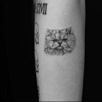 Фото рисунка тату кошка 09.10.2018 №210 - cat tattoo - tattoo-photo.ru