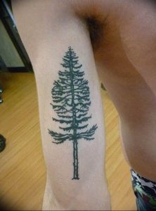 Фото рисунка тату сосна 11.10.2018 №036 - pine tattoo - tattoo-photo.ru