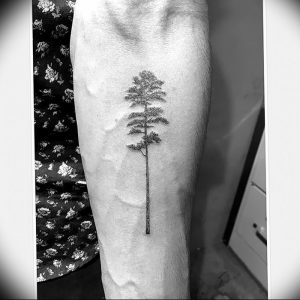 Фото рисунка тату сосна 11.10.2018 №040 - pine tattoo - tattoo-photo.ru