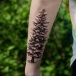 Фото рисунка тату сосна 11.10.2018 №060 - pine tattoo - tattoo-photo.ru