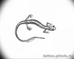 Фото рисунка татуировка саламандра 30.10.2018 №027 - salamander tattoo - tattoo-photo.ru