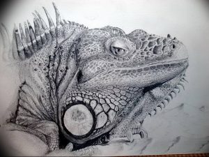Фото тату игуана 26.10.2018 №142 - tattoo iguana - tattoo-photo.ru
