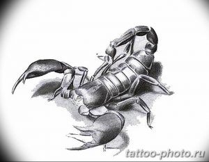 Фото рисунка скорпион 24.11.2018 №164 - photo tattoo scorpion - tattoo-photo.ru
