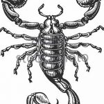 Фото рисунка скорпион 24.11.2018 №252 - photo tattoo scorpion - tattoo-photo.ru