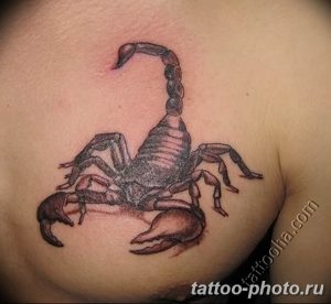 Фото рисунка скорпион 24.11.2018 №325 - photo tattoo scorpion - tattoo-photo.ru