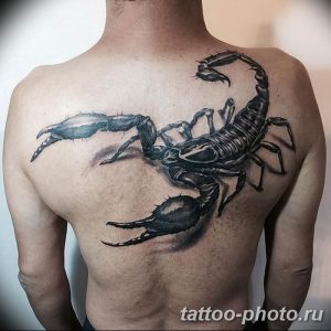 Фото рисунка скорпион 24.11.2018 №208 - photo tattoo scorpion - tattoo-photo.ru