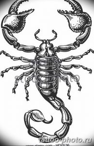 Фото рисунка скорпион 24.11.2018 №252 - photo tattoo scorpion - tattoo-photo.ru