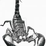 Фото рисунка скорпион 24.11.2018 №262 - photo tattoo scorpion - tattoo-photo.ru