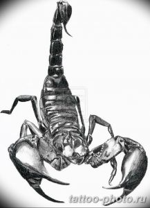 Фото рисунка скорпион 24.11.2018 №262 - photo tattoo scorpion - tattoo-photo.ru
