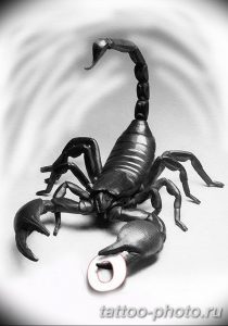 Фото рисунка скорпион 24.11.2018 №489 - photo tattoo scorpion - tattoo-photo.ru