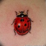 фото идея тату божья коровка 22.12.2018 №122 - photo ladybug tattool- tattoo-photo.ru