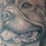 Фото тату бульдог 27.02.2019 №098 - Photo tattoo bulldog - tattoo-photo.ru