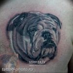Фото тату бульдог 27.02.2019 №155 - Photo tattoo bulldog - tattoo-photo.ru