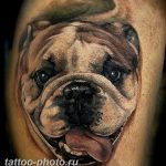 Фото тату бульдог 27.02.2019 №005 - Photo tattoo bulldog - tattoo-photo.ru