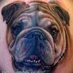 Фото тату бульдог 27.02.2019 №037 - Photo tattoo bulldog - tattoo-photo.ru