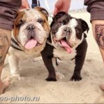 Фото тату бульдог 27.02.2019 №038 - Photo tattoo bulldog - tattoo-photo.ru