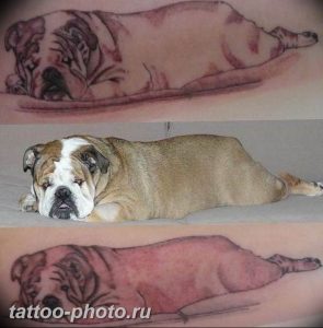 Фото тату бульдог 27.02.2019 №058 - Photo tattoo bulldog - tattoo-photo.ru