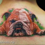 Фото тату бульдог 27.02.2019 №109 - Photo tattoo bulldog - tattoo-photo.ru