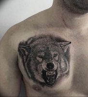 фото тату волчий оскал 01.05.2019 №013 — wolf grin tattoo — tattoo-photo.ru
