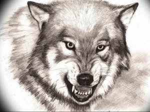 фото тату волчий оскал 01.05.2019 №050 - wolf grin tattoo - tattoo-photo.ru