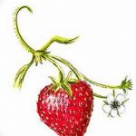 фото тату клубника 10.04.2019 №232 - strawberry tattoo - tattoo-photo.ru