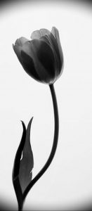 фото черный тюльпан тату 06.04.2019 №019 - black tulip tattoo - tattoo-photo.ru