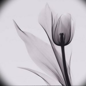 фото черный тюльпан тату 06.04.2019 №030 - black tulip tattoo - tattoo-photo.ru