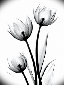 фото эскизы тюльпанов тату 06.04.2019 №003 - sketches of tulips tattoo - tattoo-photo.ru