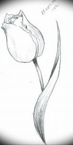 фото эскизы тюльпанов тату 06.04.2019 №009 - sketches of tulips tattoo - tattoo-photo.ru