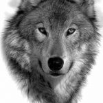 Фото тату волк 20.05.2019 №231 - photo tattoo wolf - tattoo-photo.ru