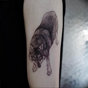 Фото тату волк 20.05.2019 №366 - photo tattoo wolf - tattoo-photo.ru
