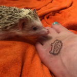 Photo тату ежик 31.07.2019 №073 - tattoo hedgehog - tattoo-photo.ru