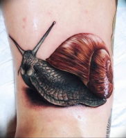 Фото тату улитка 28.07.2019 №107 — snail tattoo — tattoo-photo.ru