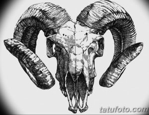 Фото тату череп козла 28.07.2019 №148 - goat skull tattoo - tattoo-photo.ru