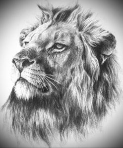 Фото лев тату эскиз 13.09.2019 №016 - lion tattoo sketch - tattoo-photo.ru