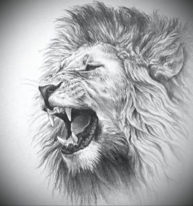 Фото лев тату эскиз 13.09.2019 №032 - lion tattoo sketch - tattoo-photo.ru