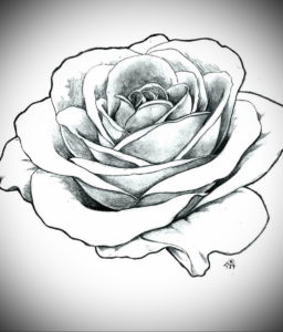 Фото роза тату эскиз 13.09.2019 №014 - rose tattoo sketch - tattoo-photo.ru