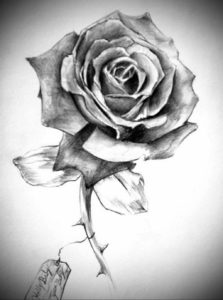 Фото роза тату эскиз 13.09.2019 №017 - rose tattoo sketch - tattoo-photo.ru