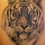 Фото тату с тигром на лопатке 09.03.2020 №020 -tattoo on the shoulder- tattoo-photo.ru