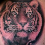 Фото тату с тигром на лопатке 09.03.2020 №022 -tattoo on the shoulder- tattoo-photo.ru