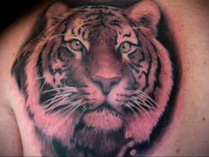 Фото тату с тигром на лопатке 09.03.2020 №022 -tattoo on the shoulder- tattoo-photo.ru